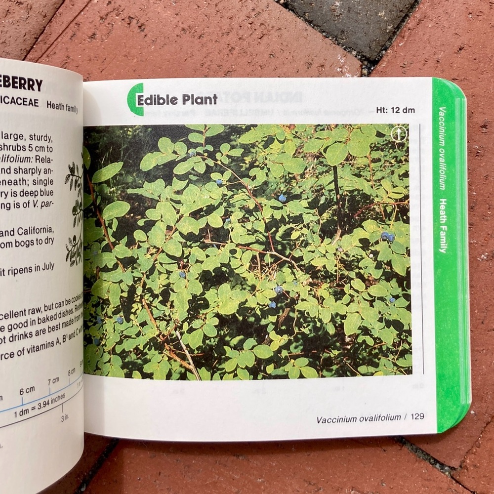 1985 Nature Bound Pocket Field Guide Edible Plant Identification Survival Guide - Picture 3 of 12